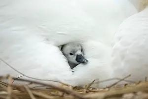 Providing: Mute Swan cygnet at nest with mother providing warmth