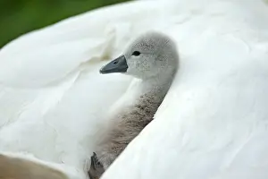 Providing: Mute Swan cygnet at nest with mother providing warmth