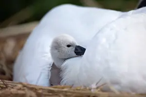 Providing: Mute Swan cygnet at nest with mother providing warmth