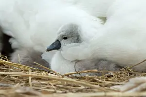 Providing: Mute Swan cygnet at nest with mother providing warmth