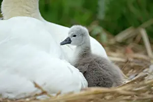 Providing: Mute Swan cygnet at nest with mother providing warmth