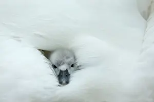 Providing: Mute Swan cygnet at nest with mother providing warmth