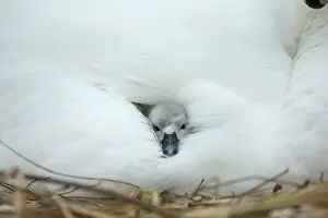 Providing: Mute Swan cygnet at nest with mother providing warmth