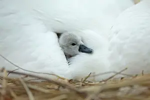 Providing: Mute Swan cygnet at nest with mother providing warmth
