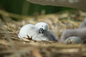 Cygnets: Mute Swan cygnet at nest Norfolk, UK