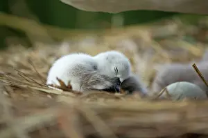 Cygnets: Mute Swan cygnet at nest Norfolk, UK