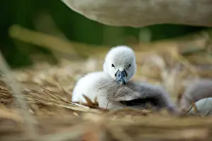 Cygnets: Mute Swan cygnet at nest Norfolk, UK