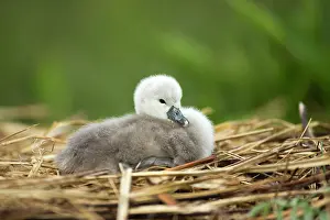 Cygnets: Mute Swan cygnet at nest Norfolk, UK