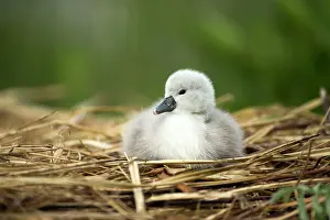 Cygnets: Mute Swan cygnet at nest Norfolk, UK