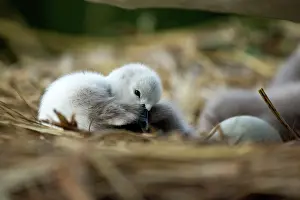 Cygnets: Mute Swan cygnet at nest Norfolk, UK