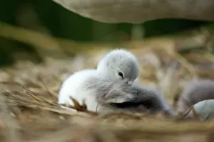 Cygnets: Mute Swan cygnet at nest Norfolk, UK