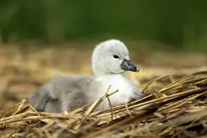 Cygnet: Mute Swan cygnet at nest Norfolk, UK
