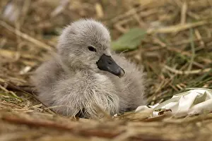 Cygnet: Mute swan - cygnet on a nest - Norfolk, UK