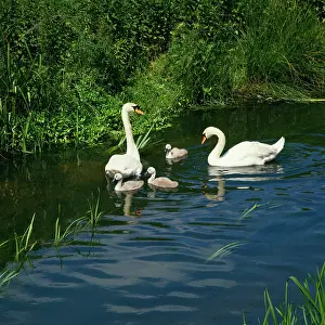 Pens: Mute Swan - With cygnets