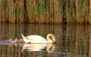Cygnet: Mute Swan with cygnets (Cygnus olor)