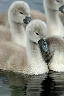 Rich Thomas: Mute Swan - cygnets Westhay Nature Reserve, Avalon