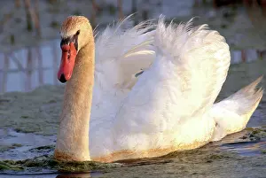 Delaware: Mute Swan (Cygnus olor)