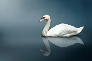 Peace: Mute Swan (Cygnus olor)