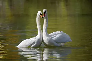 Graceful: Mute swan (Cygnus olor), adult, pair, mating, mating