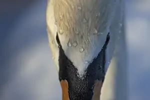 Suffolk: Mute swan (Cygnus olor) adult bird close up head