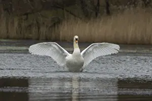 Flap Wings: Mute swan (Cygnus olor) adult bird flapping its wings on the water surface of a lake