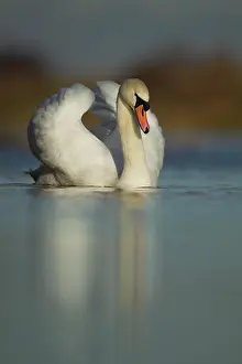 Olor: Mute swan (Cygnus olor) adult bird on a lake, Cambridgshire