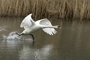 Race: Mute swan (Cygnus olor) adult bird running on the water surface of a lake