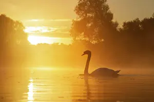 Suffolk: Mute swan (Cygnus olor) adult bird swimming on a
