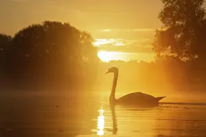 Suffolk: Mute swan (Cygnus olor) adult bird swimming on a