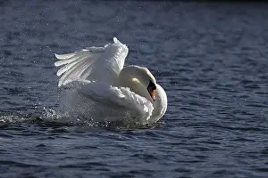 Duck Birds: Mute swan (Cygnus olor) adult bird washing itself on the water surface of a lake