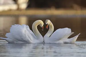 Duck Birds: Mute swan (Cygnus olor) two adult birds performing their courtship love display on a lake