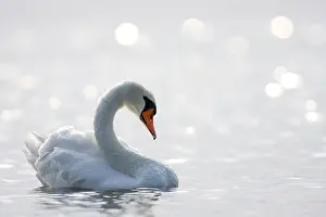 Kattegat: Mute Swan (Cygnus olor) in backlight, the nethe