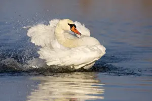 Arkervaart: Mute Swan (Cygnus olor) bathing, Arkervaart, Ge