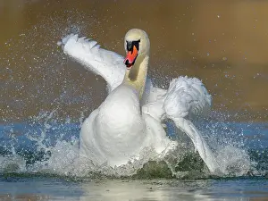 Isar: Mute swan (Cygnus olor), bathing, Isar, Munich