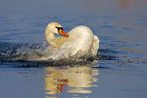 Netherland: Mute Swan (Cygnus olor) bathing, The Netherland