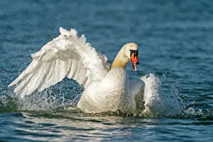 Nurse: Mute swan (cygnus olor), bathing during plumage