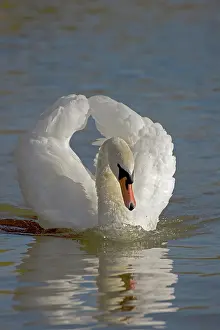 Busking: Mute Swan (Cygnus olor) - Busking - Adults if threatened