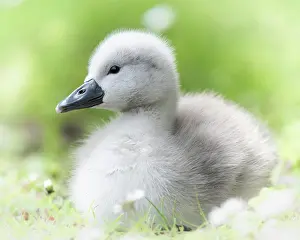 Blurred: Mute Swan (Cygnus olor), chick, close-up with blurred