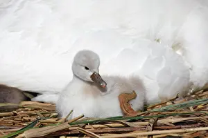 Cygnet: Mute swan (Cygnus olor), chick on nest, Schleswig-Holstein