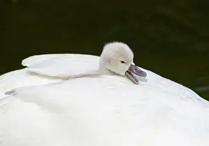 Sound: Mute swan (Cygnus olor), chick sits in plumage on
