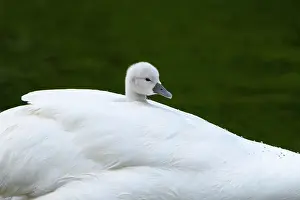 200619: Mute swan (Cygnus olor), chick sits in plumage on