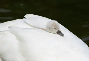200619: Mute swan (Cygnus olor), chick sits in plumage on
