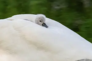 Mute swan (Cygnus olor) chick warming up on his