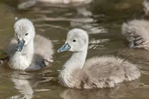 200722: Mute swan (Cygnus olor) chicks swiming in a river
