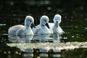 Graceful: Mute swan (cygnus olor), three chicks swimming