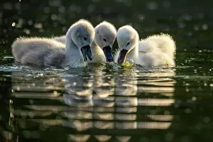 Graceful: Mute swan (cygnus olor), three chicks swimming