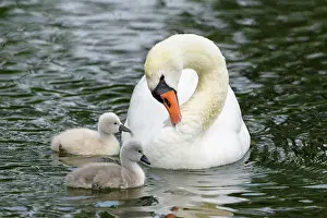 Photog: Mute swan (Cygnus olor) with two chicks in water