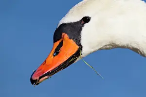 Inlaag: Mute Swan (Cygnus olor) close-up of a female