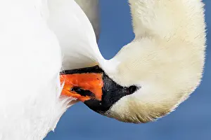 Inlaag: Mute Swan (Cygnus olor) close-up of a female