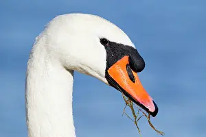Inlaag: Mute Swan (Cygnus olor) close-up of a male